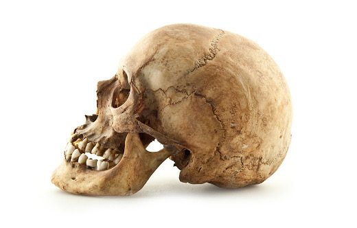 Teschio umano trovato in una zona boschiva di Oleggio Castello