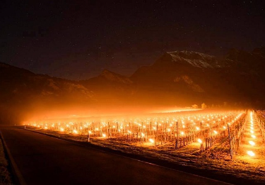 Fuochi nelle vigne per contrastare il gelo e cercare di salvare le gemme