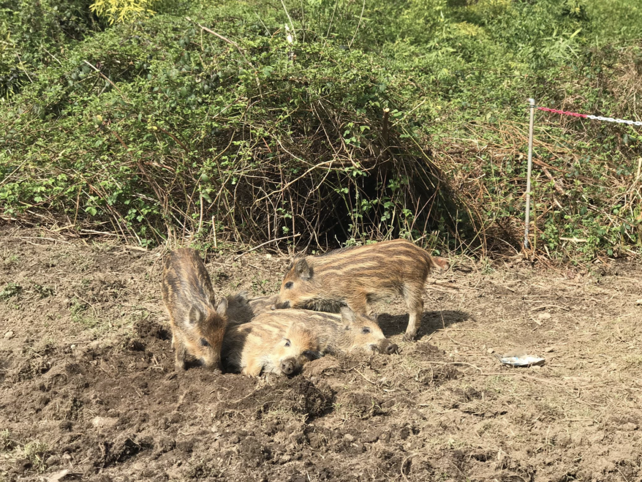 Rifugio Miletta salva 5 cuccioli di cinghiale rimasti orfani