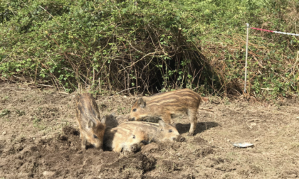 Rifugio Miletta salva 5 cuccioli di cinghiale rimasti orfani