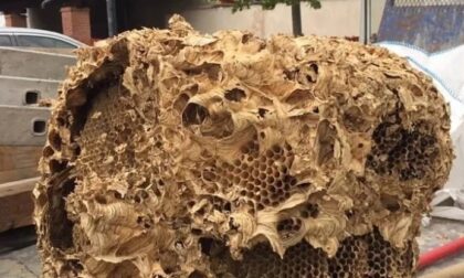 Un nido di calabroni da record nel campanile
