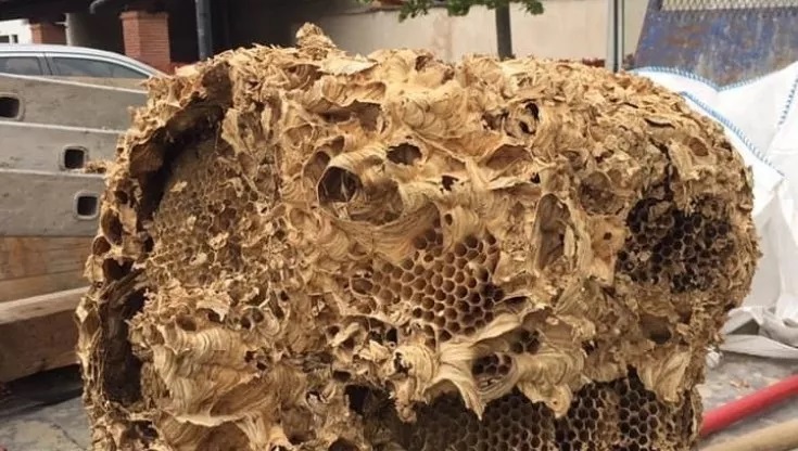 Un nido di calabroni da record nel campanile