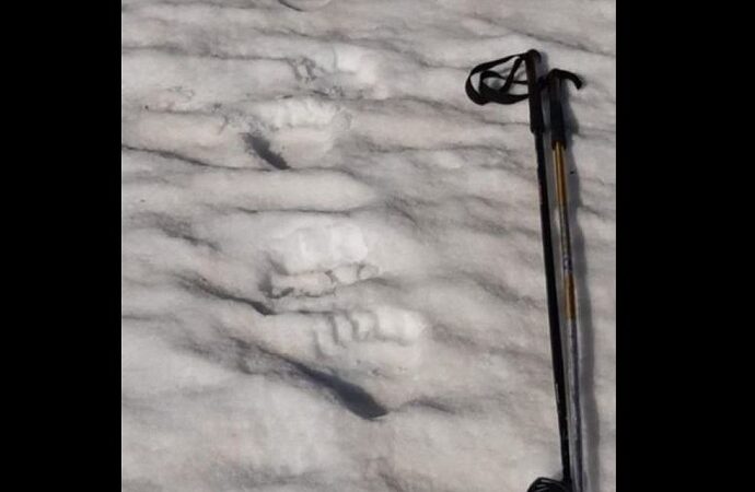 Orso in Valgrande: le impronte fotografate dai carabinieri