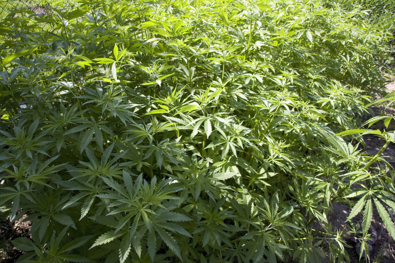 Piemonte approva legge per sostegno alla coltura della canapa