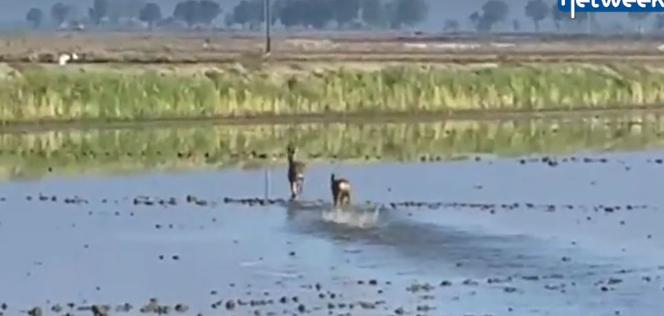 Teneri caprioli in risaia: il video dell’avvistamento