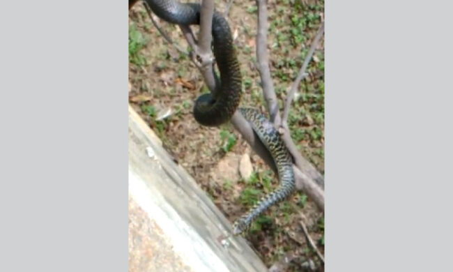 Insolito ospite nel giardino di casa: il video del serpente