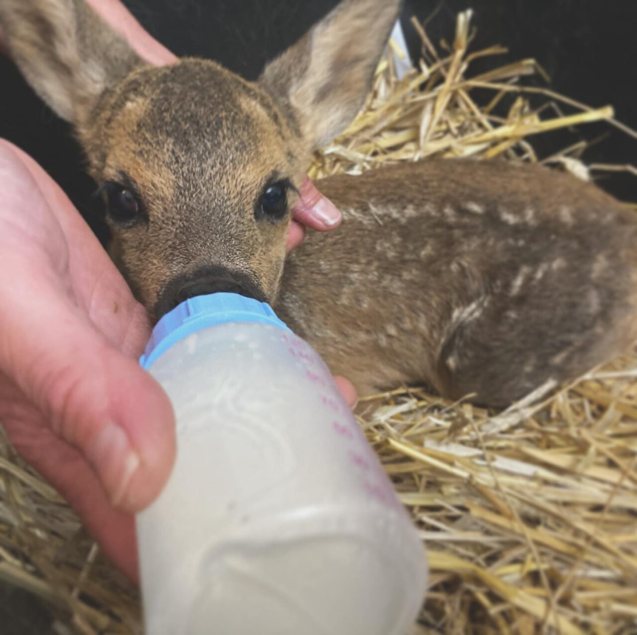 Oleggio Castello: investe cucciolo di capriolo e se ne va. Salvato dal Rifugio Miletta