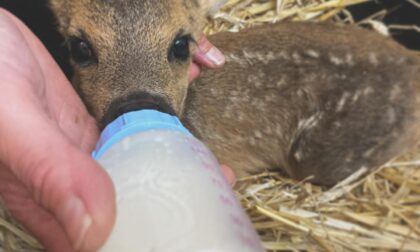Oleggio Castello: investe cucciolo di capriolo e se ne va. Salvato dal Rifugio Miletta