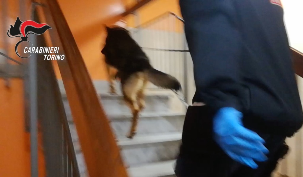 Sei arresti per narcotraffico: “maria” spedita in pacchi con corrieri a domicilio