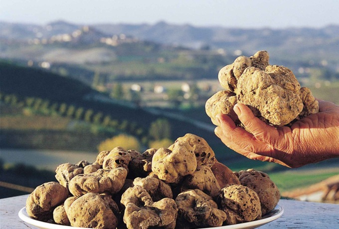Tartufo, il Piemonte investe in ricerca e innovazione: al via il bando per tutelare un patrimonio unico