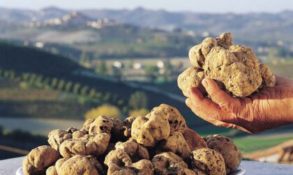 Cambiamento climatico: in Piemonte si posticipa l'inizio della raccolta del tartufo