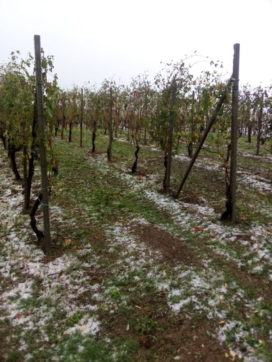 Grandine devasta vigneti, danni 50-100% alla docg Gattinara
