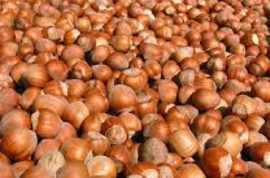 Allergia alla nocciola: uno studio piemontese isola la proteina