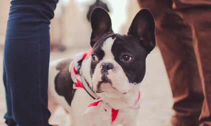 Giornata mondiale del cane: 8 consigli utili per portarli al ristorante
