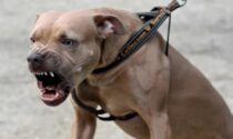 Poliziotto aggredito dal pitbull: il piede è stato amputato