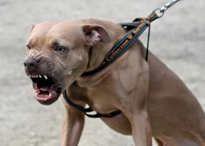 Poliziotto aggredito dal pitbull: il piede è stato amputato