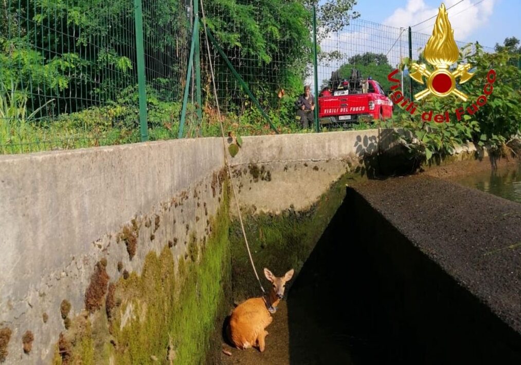 Capriolo caduto nel canale Mora: i pompieri fanno deviare l’acqua per salvarlo