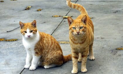 Lavori di riqualificazione in corso al gattile di Verbania