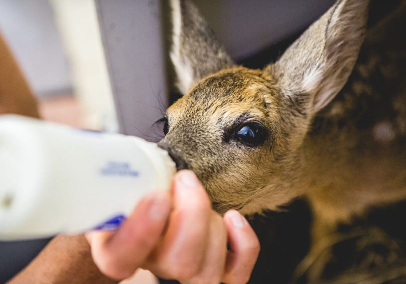 Rifugio Miletta in difficoltà: “Stop agli animali da fuori provincia”