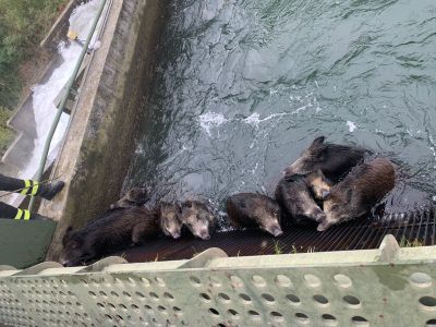 Venti cinghiali cadono nel canale della centrale elettrica tra Fara e Sizzano