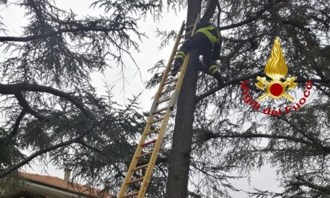 Soccorso un gattino a Borgomanero: i pompieri lo tirano giù dall’albero