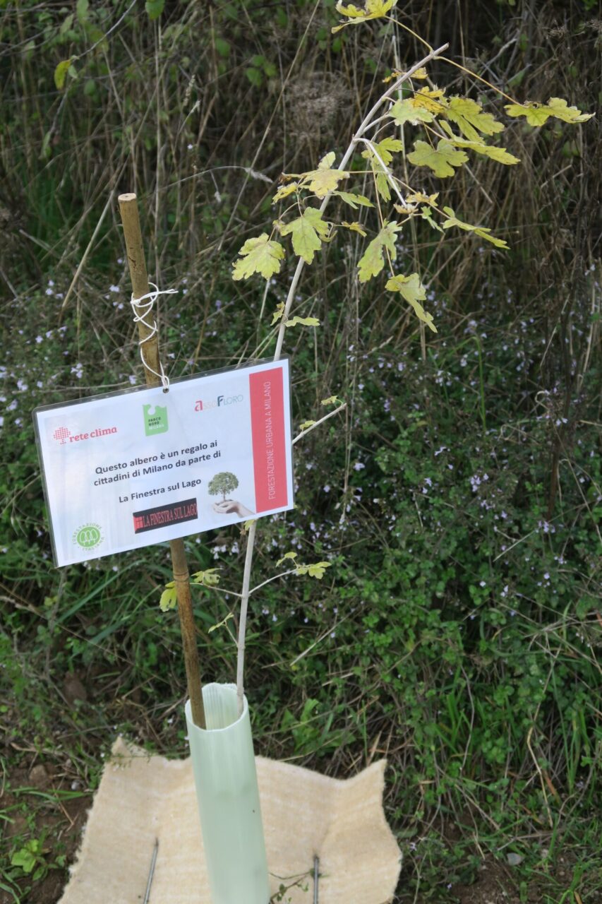 Il festival Un paese a sei corde pianta 32 alberi nel Parco Nord di Milano per compensare la CO2