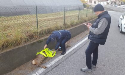 Capriolo investito vicino all'asilo di Maggiate superiore