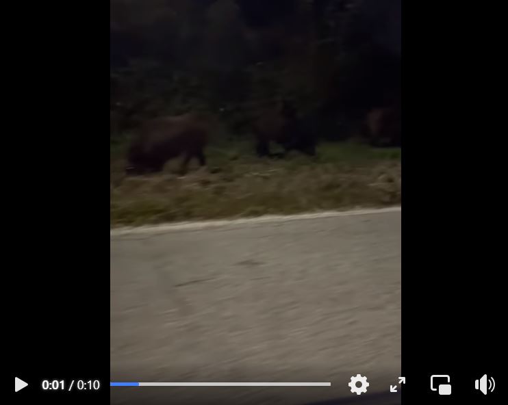 Attenzione gruppo impressionante di cinghiali tra Castelletto e Varallo Pombia VIDEO