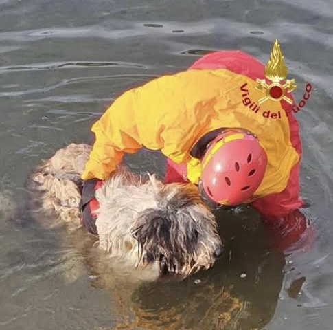 Cane cade in un canale a Romentino: salvato dai vigili del fuoco