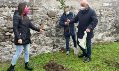 Per la festa degli Alberi piantate nuove essenze a Gozzano con le scuole