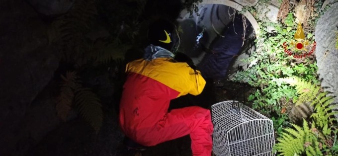 Intervento a Massino Visconti per un gattino ferito: vigile del fuoco percorre 80 metri di tubatura