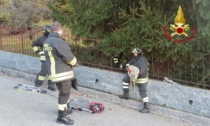 Salvato il capriolo incastrato in una ringhiera a Nebbiuno