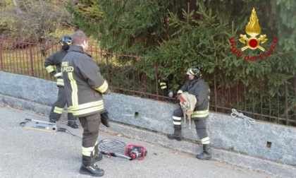 Salvato il capriolo incastrato in una ringhiera a Nebbiuno