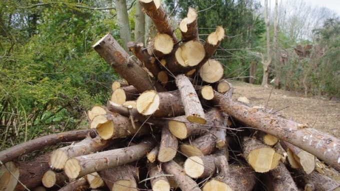 Cavallirio mette all’asta 600 quintali di legna