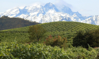 Dalla vendemmia 2021 in Alto Piemonte cauti segnali positivi