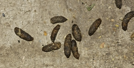 Nas chiudono ristorante nel novarese con escrementi di topo in cucina