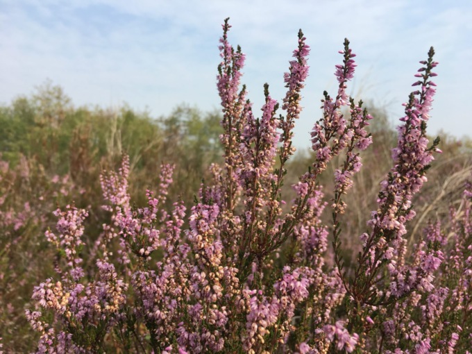 Studiosi e ambientalisti uniti per salvare la brughiera a sud di Malpensa