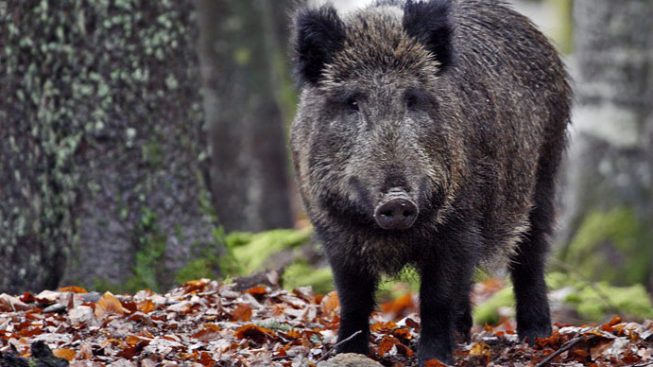 “La peste suina africana è la conseguenza di una proliferazione incontrollata della fauna selvatica”