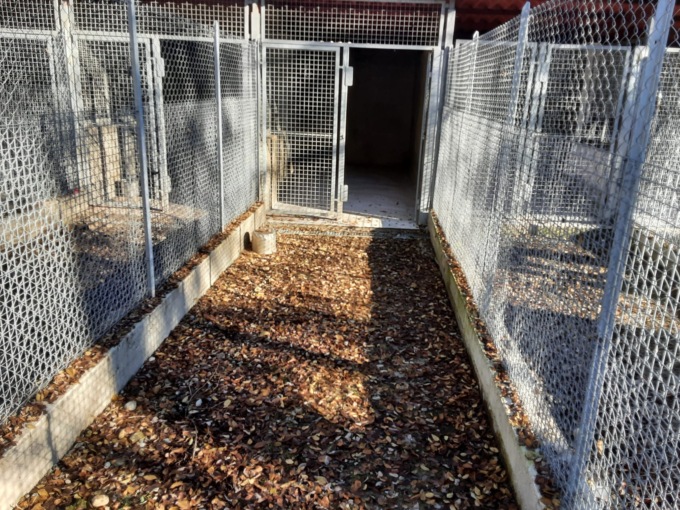 Lavori in corso per migliorare il canile di Verbania