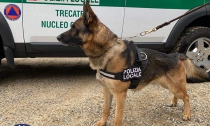 Cane dell’Unità cinofila di Trecate becca spacciatore