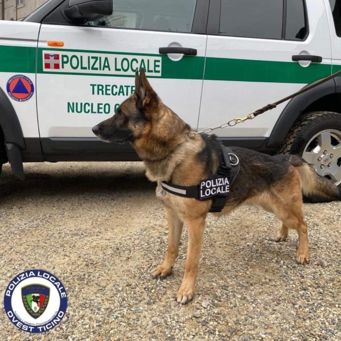 Cane dell’Unità cinofila di Trecate becca spacciatore