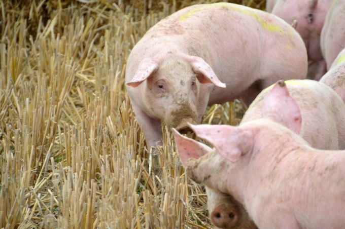 Peste suina: dall’inizio dell’anno 11 nuovi casi in Piemonte