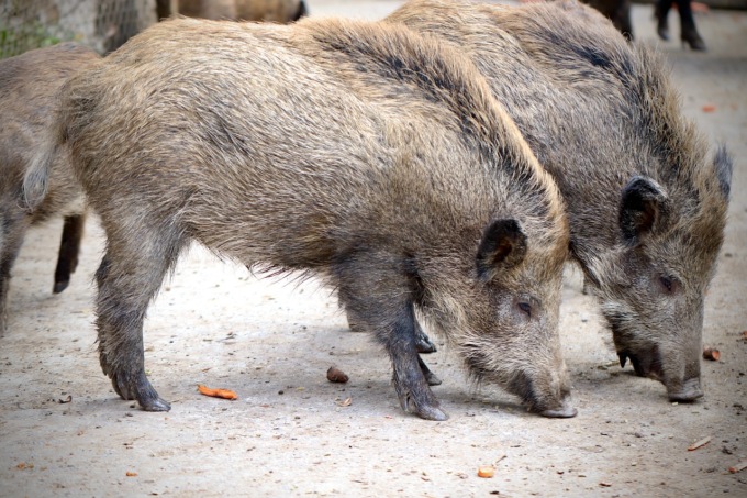 Peste Suina: anticipata a oggi l’apertura della caccia al cinghiale in 14 aree del Piemonte.