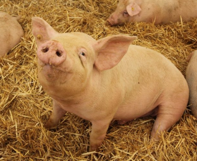 Peste suina, si è riunito il tavolo di emergenza