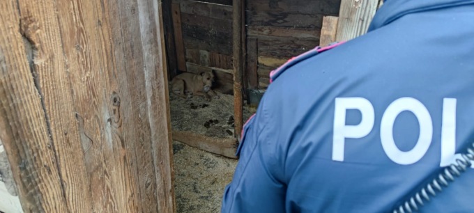 Tre pitbull in condizioni terribili salvati dalla Polizia di Stato di Novara