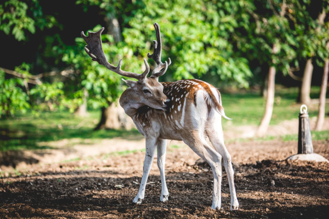 Rifugio Miletta: nel 2021 soccorsi 1.662 animali selvatici, quello più investito è il capriolo