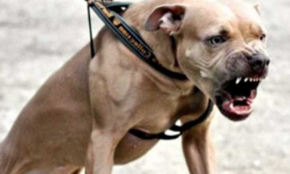 Anziano prova a fermare una rissa tra cani: viene ucciso dal suo pitbull