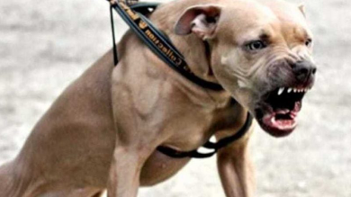 Anziano prova a fermare una rissa tra cani: viene ucciso dal suo pitbull