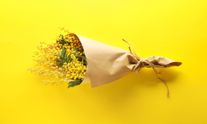 8 marzo: mimose business da 12 miliardi di euro. Prezzi +20%