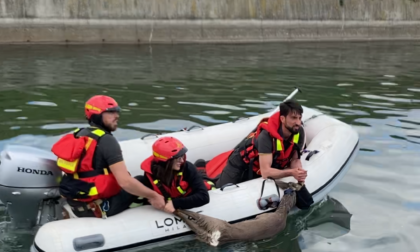 Incredibile soccorso di un capriolo caduto in un "troppo pieno" a Olengo